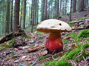 Klikni pro velký obrázek