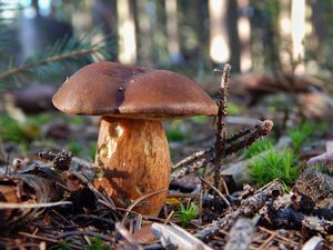 Klikni pro velký obrázek