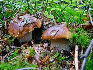 Klikni pro velký obrázek