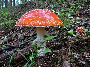 Klikni pro velký obrázek