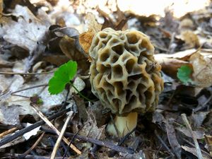 Klikni pro velký obrázek