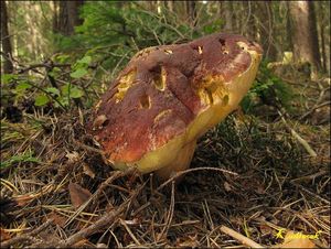 Klikni pro velký obrázek