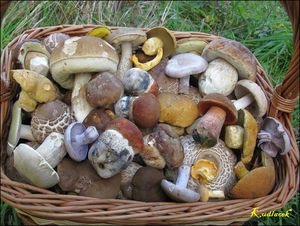 Klikni pro velký obrázek