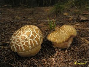 Klikni pro velký obrázek