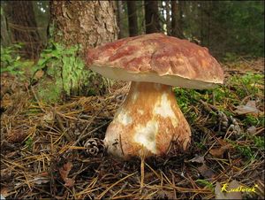 Klikni pro velký obrázek