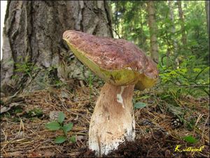 Klikni pro velký obrázek