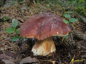 Klikni pro velký obrázek