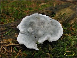 Klikni pro velký obrázek