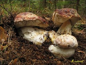 Klikni pro velký obrázek