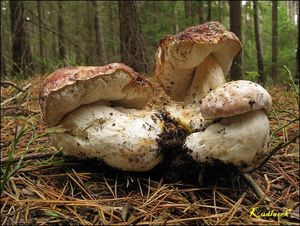 Klikni pro velký obrázek