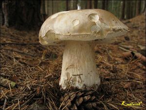 Klikni pro velký obrázek