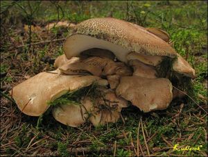 Klikni pro velký obrázek