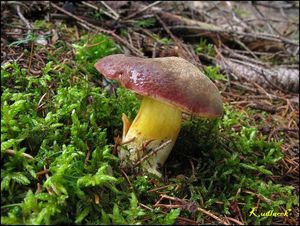 Klikni pro velký obrázek