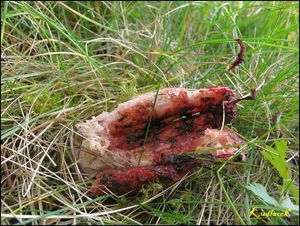 Klikni pro velký obrázek