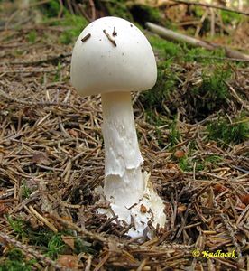 Muchomůrka jízlivá - Amanita virosa Bertill. 1866