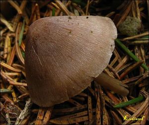 Helmovka šiškomilná - Mycena strobilicola J. Favre & Kühner 1938