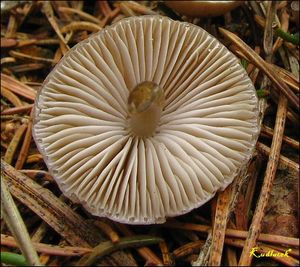 Helmovka šiškomilná - Mycena strobilicola J. Favre & Kühner 1938