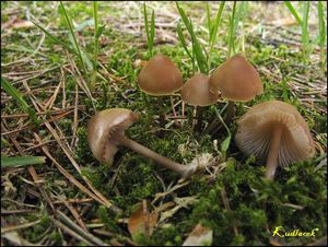 Helmovka šiškomilná - Mycena strobilicola J. Favre & Kühner 1938