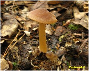 Klikni pro velký obrázek