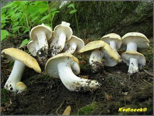 Klikni pro velký obrázek