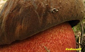 Klikni pro velký obrázek