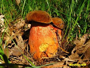 Klikni pro velký obrázek