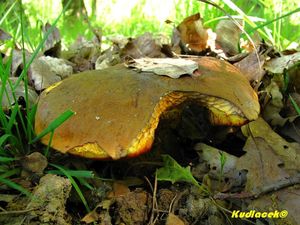 Klikni pro velký obrázek