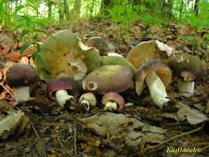 Klikni pro velký obrázek