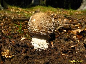 Klikni pro velký obrázek