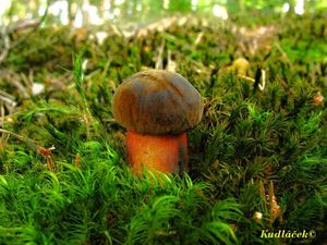 Klikni pro velký obrázek