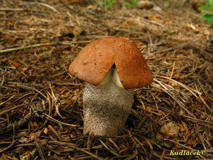 Klikni pro velký obrázek