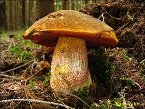 Klikni pro velký obrázek