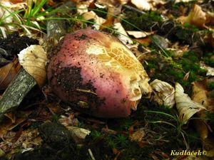 Klikni pro velký obrázek