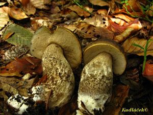 Klikni pro velký obrázek