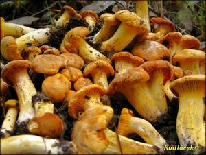 Klikni pro velký obrázek