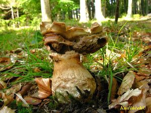 Klikni pro velký obrázek