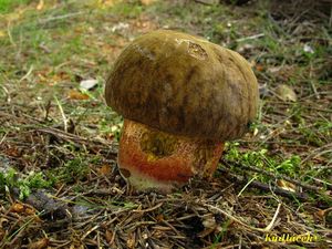 Klikni pro velký obrázek