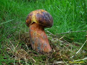 Klikni pro velký obrázek