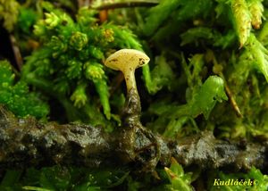 Klikni pro velký obrázek