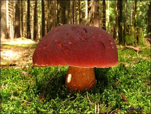 Klikni pro velký obrázek