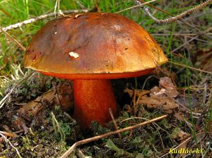 Klikni pro velký obrázek