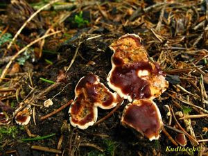 Klikni pro velký obrázek