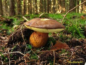 Klikni pro velký obrázek