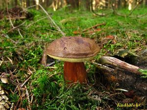 Klikni pro velký obrázek