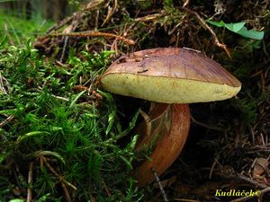 Klikni pro velký obrázek