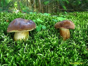 Klikni pro velký obrázek