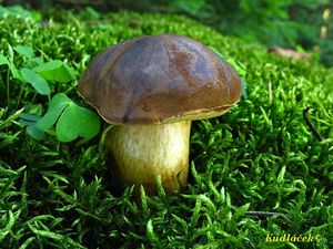 Klikni pro velký obrázek