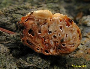 Klikni pro velký obrázek