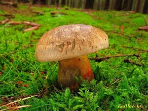 Klikni pro velký obrázek