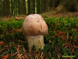 Klikni pro velký obrázek